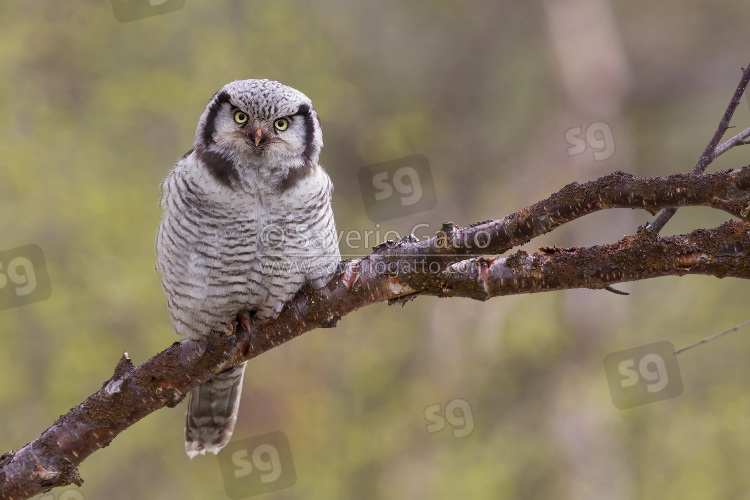 Northern Hawk-Owl, adult perched on a branch